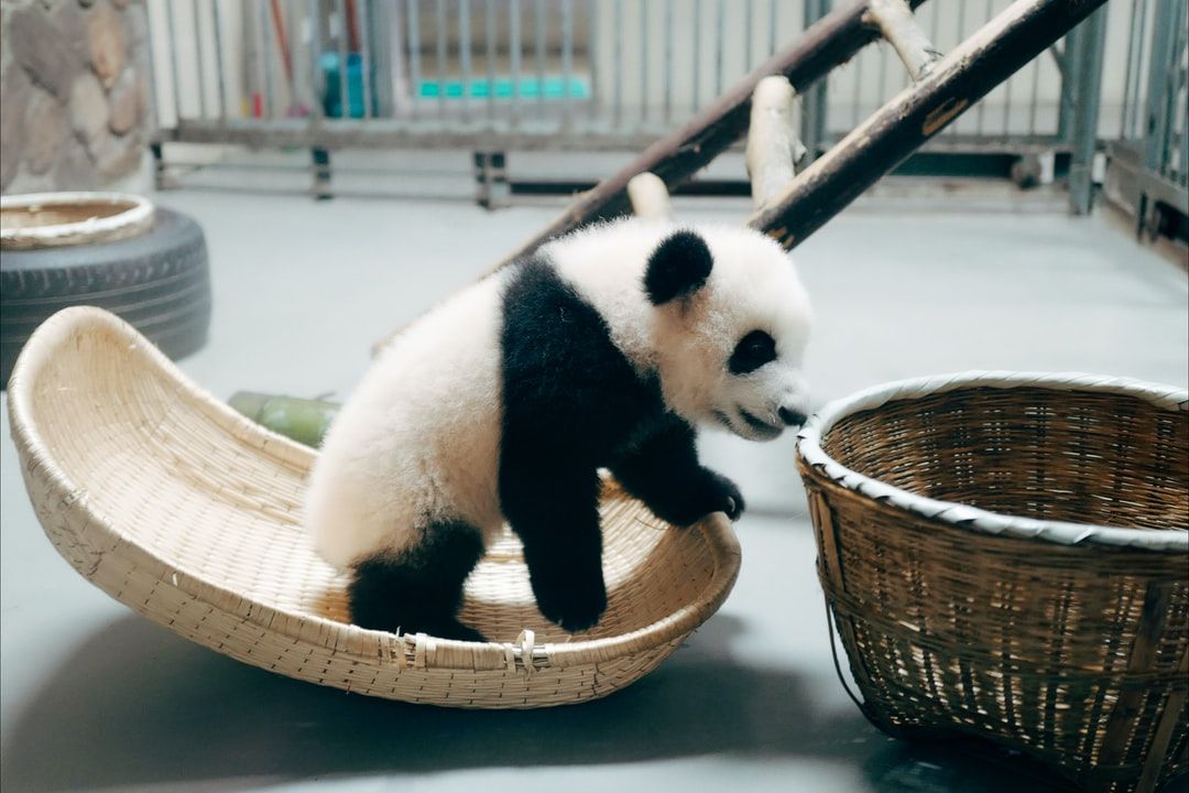 Búsquedas rápidas utilizando Pandas en Python
